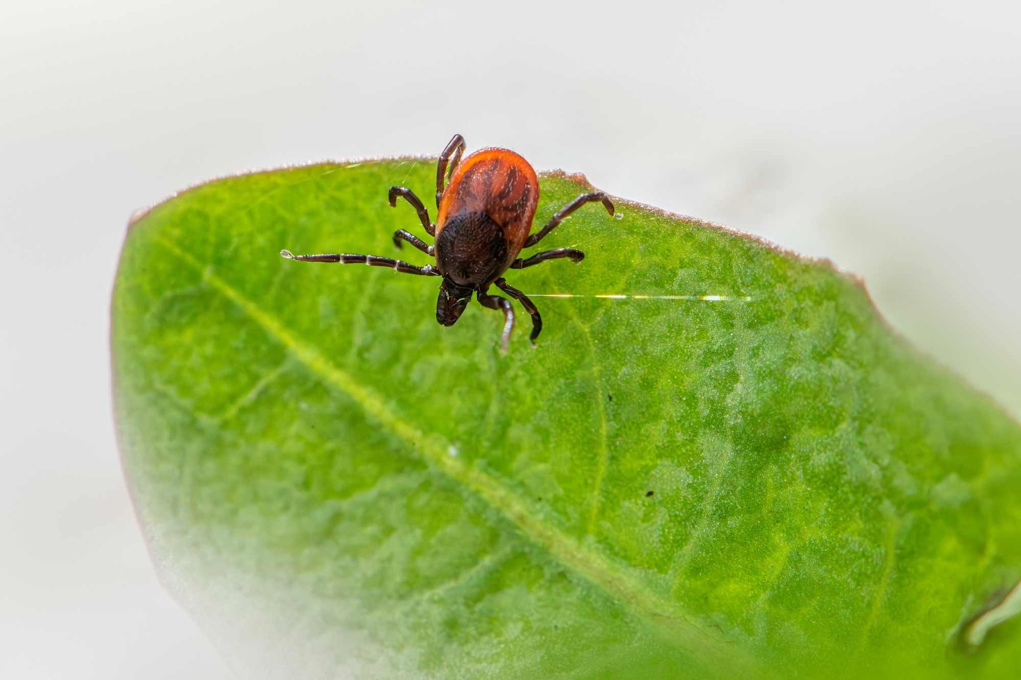 Vaikea puutiaisaivotulehdus lisääntyy – yhä useampi joutui sairaalahoitoon